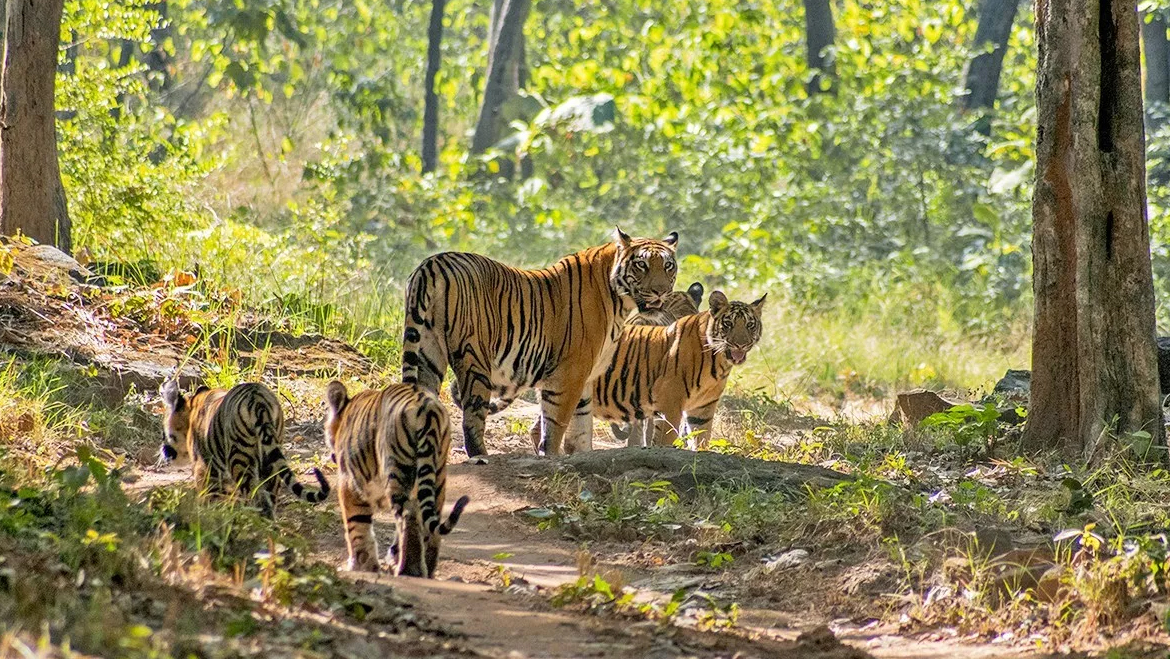 Satpura National Park wildlife Pachmarhi